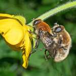 Narcissus Bulbfly Merodon equestris pair Hawksworth Drive