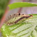 Giant Lacewing (Osmylus fulvicephalus)