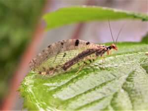 Read more about the article Local naturalist discovers rare insect in St Helen’s