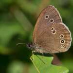 Ringlet by Liz Cutting
