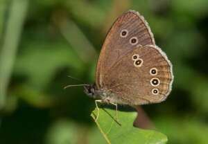 Read more about the article Where are our garden butterflies?