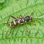 Wasp Beetle Clytus arietis