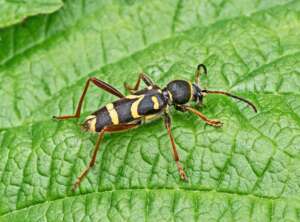 Read more about the article Dr Phil Smith: Wildlife notes June 2021