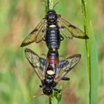Birch Sawfly Cimbex femoratus pair Freshfield Dune Heath 13 7 21