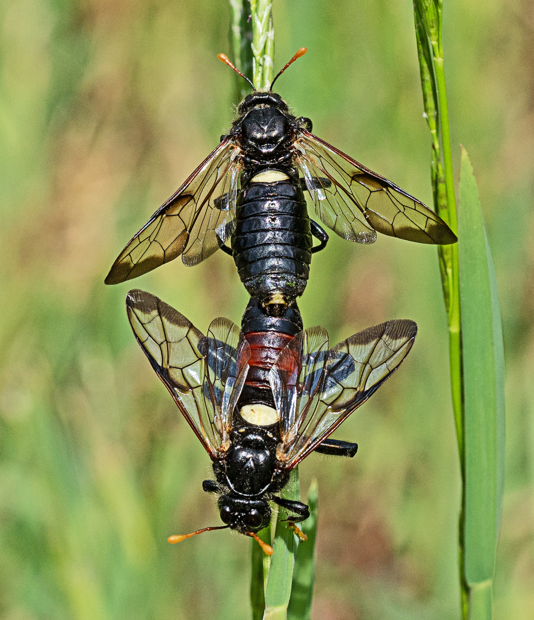 Birch Sawfly Cimbex femoratus pair Freshfield Dune Heath 13 7 21