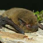 Kuhl's Pipistrelle by Stazione Teriologica Piemontese
