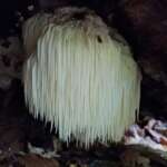 Hericium ericaeum (Lion’s Mane)