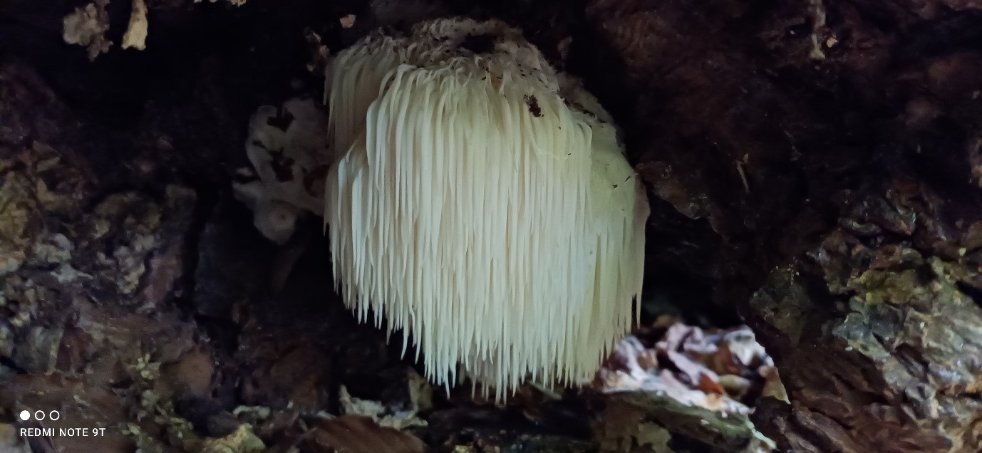 Hericium ericaeum (Lion’s Mane)