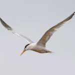 Elegant Tern (Thalasseus elegans), Crosby              Photo credit: @H_histrionicus (Twitter)