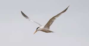 Read more about the article Rare sighting of Elegant Tern