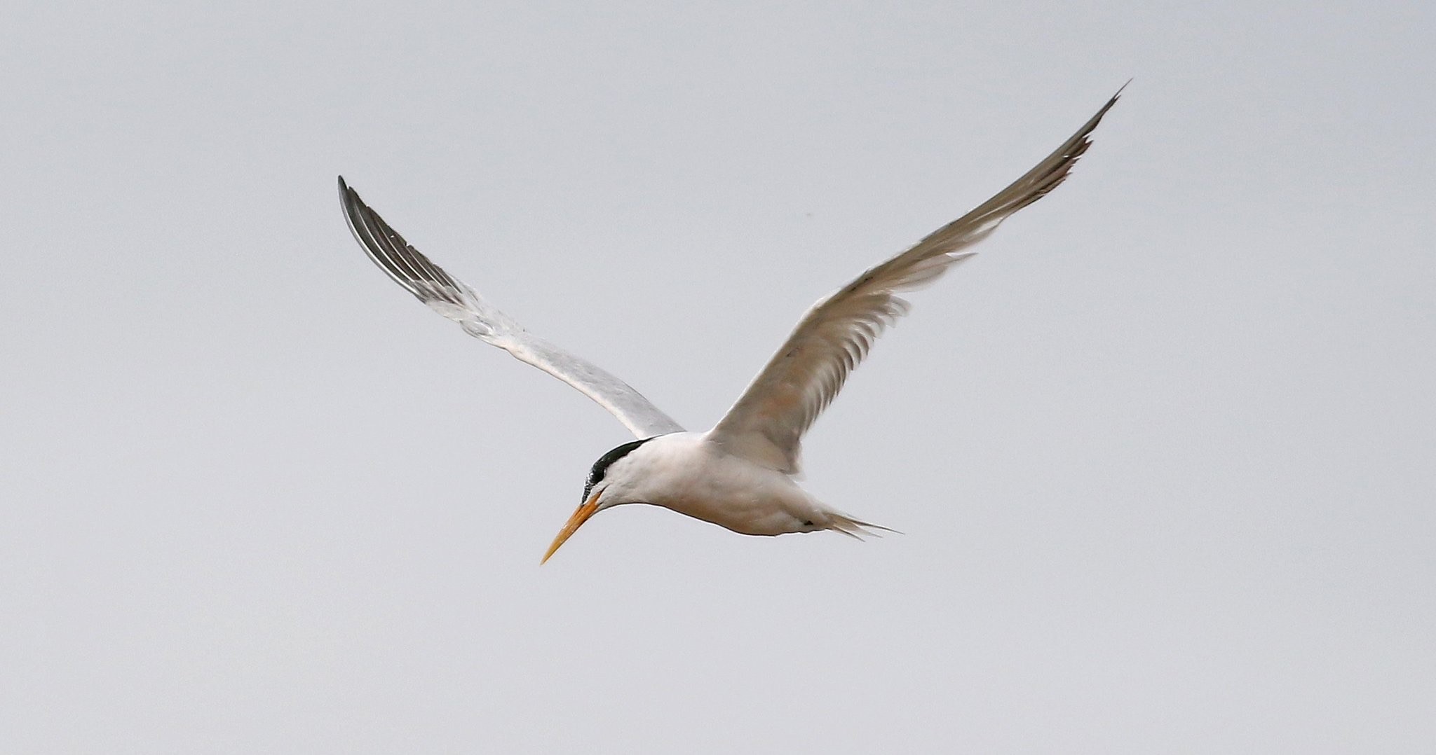 Elegant Tern (Thalasseus elegans), Crosby              Photo credit: @H_histrionicus (Twitter)