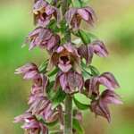 Broad-leaved Helleborine Epipactis helleborine Ainsdale NNR 1 08 21.jpg