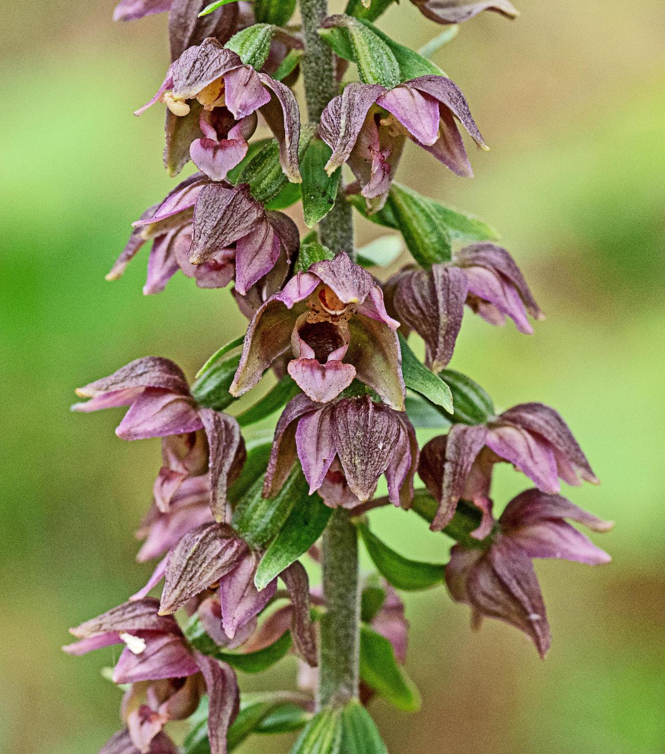 Broad-leaved Helleborine Epipactis helleborine Ainsdale NNR 1 08 21.jpg