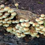 Hypholoma fasciculare (Sulphur Tuft)