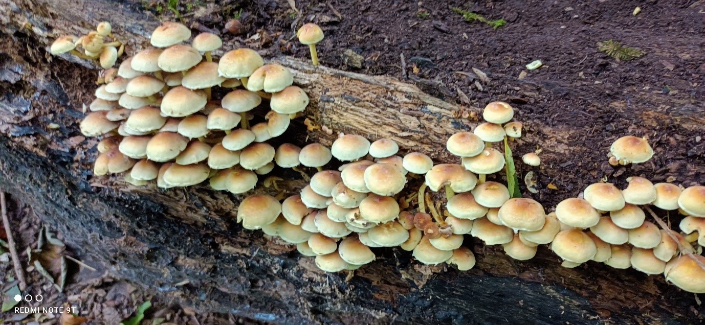 Hypholoma fasciculare (Sulphur Tuft)