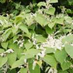 Japaneseknotweed1a