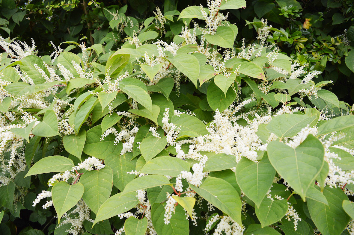 Japaneseknotweed1a
