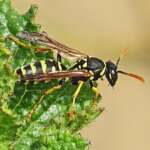 Paper Wasp, Polistes gallicus, Hightown dunes, Pete Kinsella