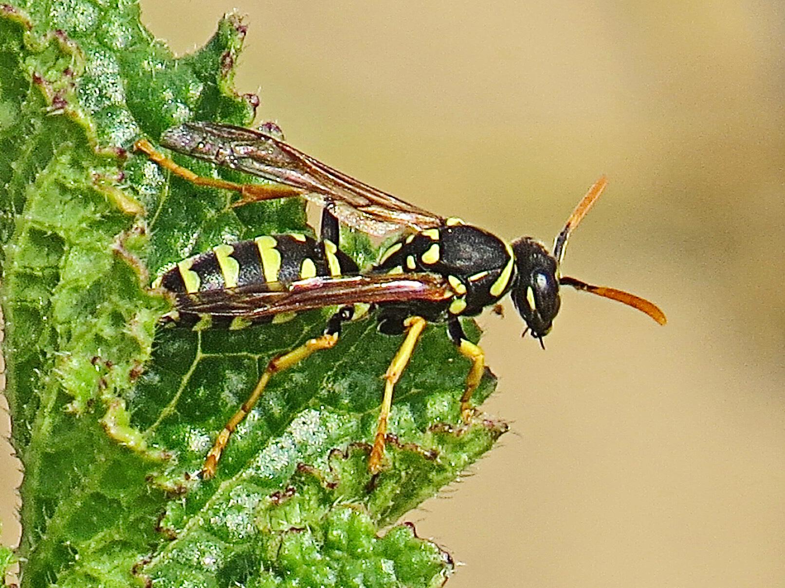 Paper Wasp, Polistes gallicus, Hightown dunes, Pete Kinsella