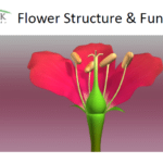 Basic Flower Structure & Function title page.