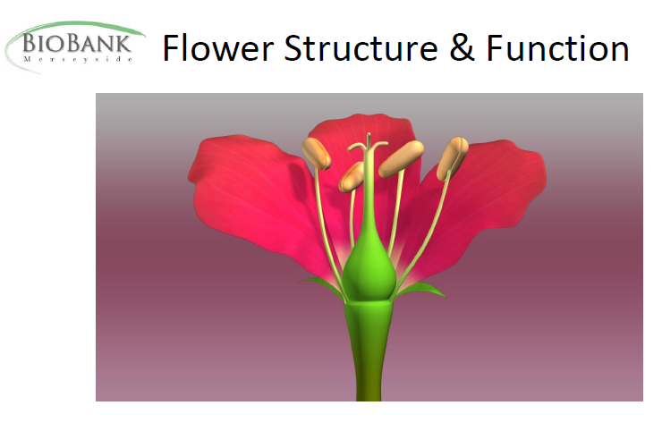 Read more about the article Basic Flower Structure & Function: Training Resource