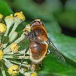 Furry Dronefly, Eristalis intricaria, Crosby, Dr Phil Smith