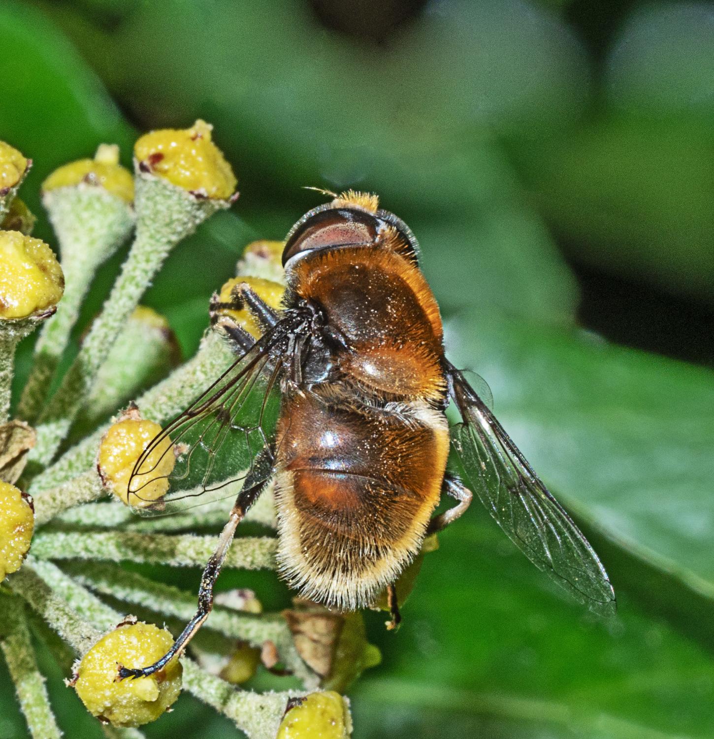 Furry Dronefly, Eristalis intricaria, Crosby, Dr Phil Smith