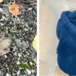    A poorly hedgehog found in the MBB car park at Court Hey Park recently.