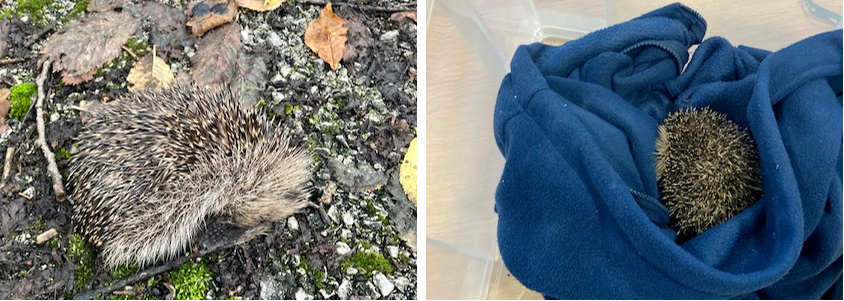    A poorly hedgehog found in the MBB car park at Court Hey Park recently.