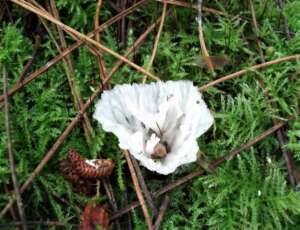 Read more about the article Fungi Fun: October