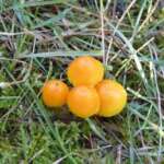 Butter Waxcap