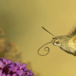 Hummingbid hawk-moth