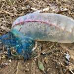 Portuguese man o war Ainsdale by John Dempsey