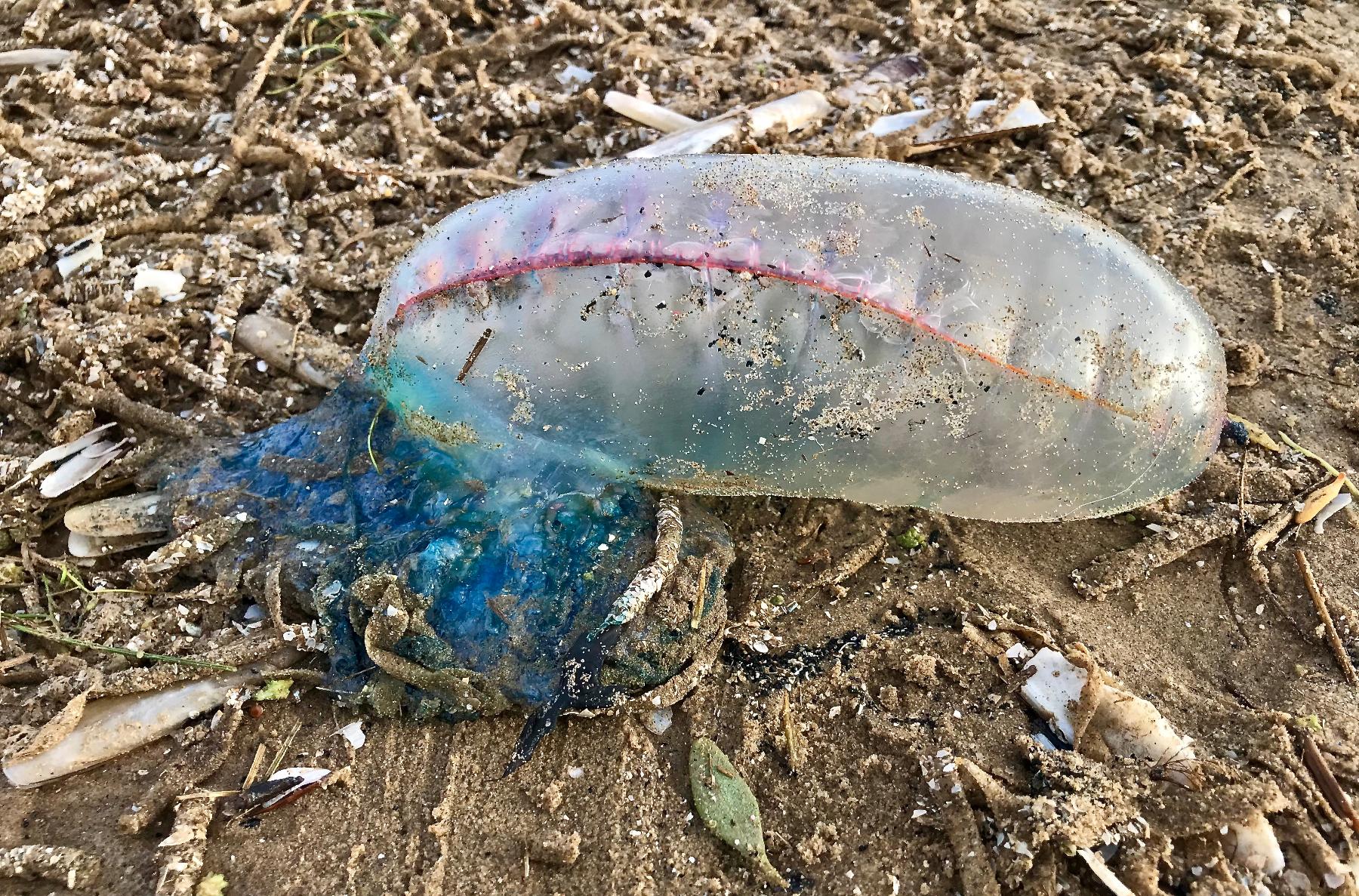 Portuguese man o war Ainsdale by John Dempsey