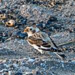 Snow Bunting Southport Phil Smith