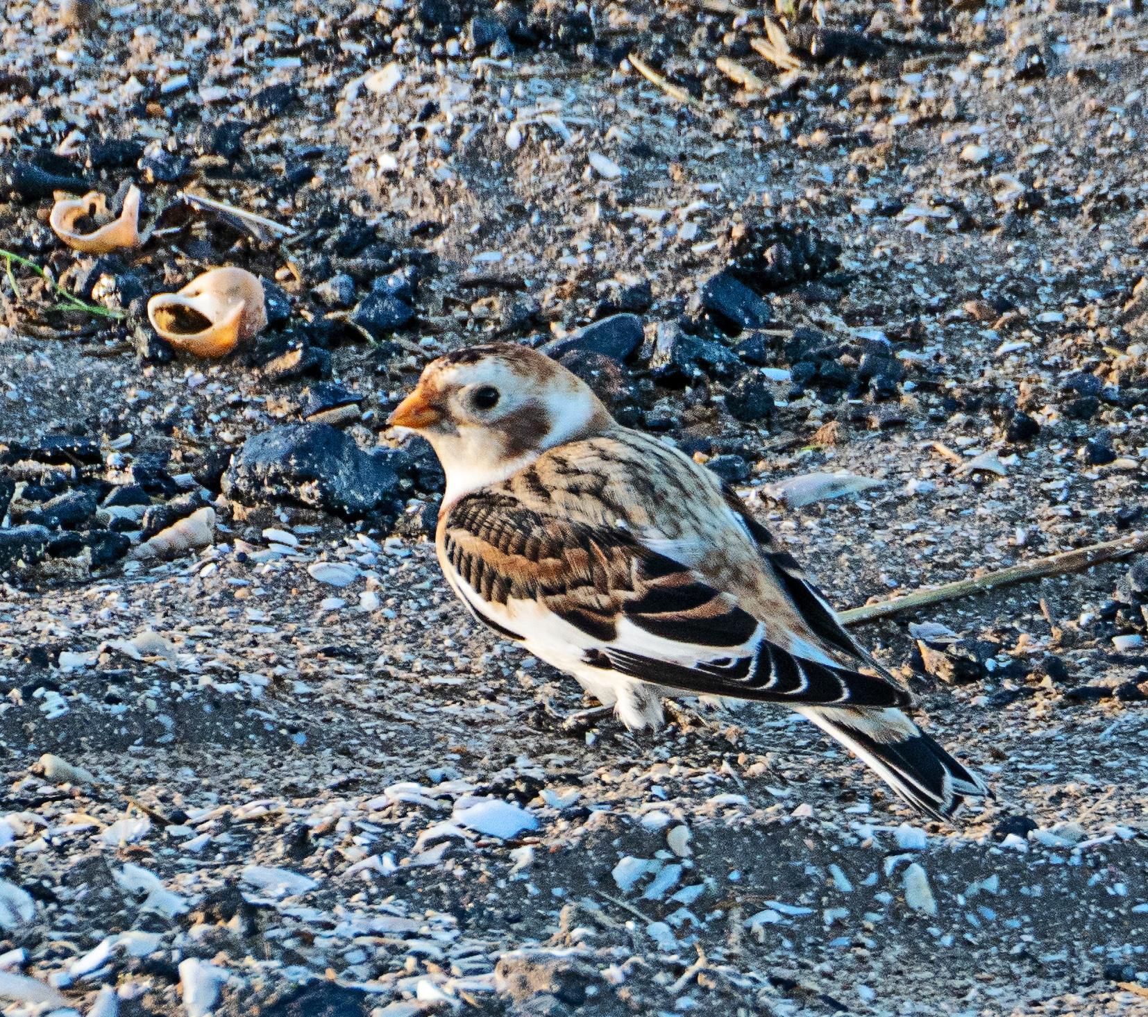Snow Bunting Southport Phil Smith