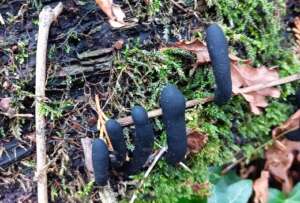 Read more about the article Fungi: Winter walks by Tony Carter