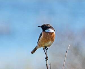 Read more about the article Dr Phil Smith Wildlife Notes: January