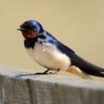 Swallow by Amy Lewis