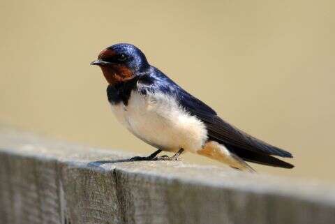 Read more about the article Overwintering Swallows