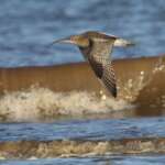 Curlew by Liz Cutting