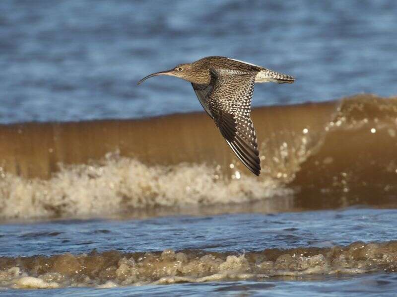 Curlew by Liz Cutting