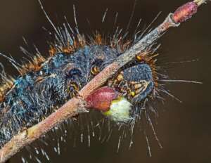 Read more about the article Dr Phil Smith Wildlife Notes: March