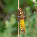 Broad-bodied Chaser (Dr Phil Smith)