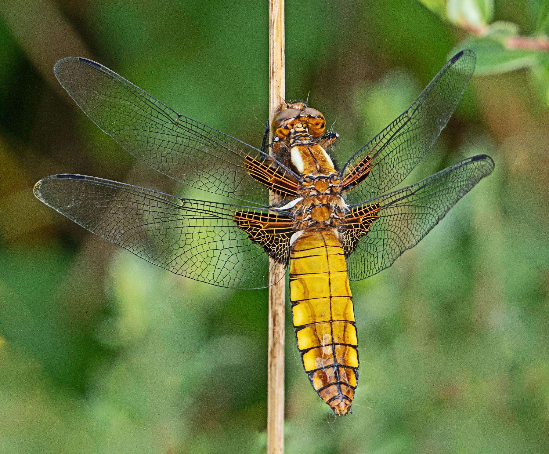 Broad-bodied Chaser (Dr Phil Smith)